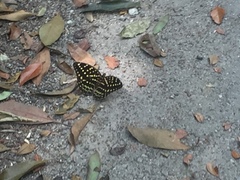 Lexias dirtea merguia
