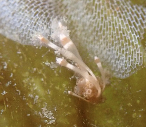 Hydrocoryne bodegensis