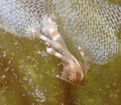 Hydrocoryne bodegensis