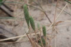 Phleum arenarium