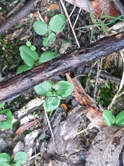 Pterostylis concinna