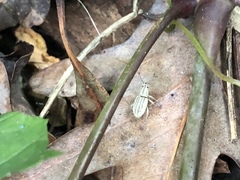 Aphrastus taeniatus