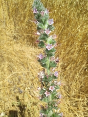 Echium glomeratum