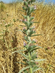 Echium glomeratum