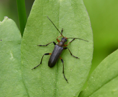 Cortodera femorata