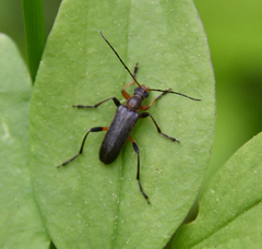 Cortodera femorata