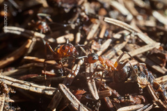 Formica exsecta