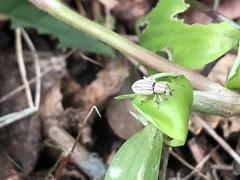 Aphrastus taeniatus