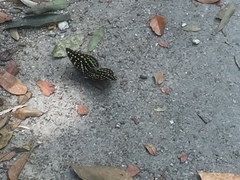 Lexias dirtea merguia