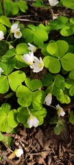 Oxalis acetosella