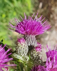 Cirsium rivulare