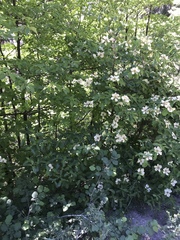 Cornus nuttallii