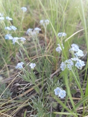 Eritrichium pectinatum