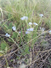 Eritrichium pectinatum