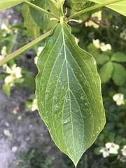 Cornus nuttallii