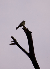 Contopus fumigatus