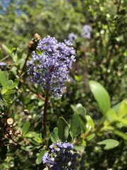 Ceanothus parvifolius