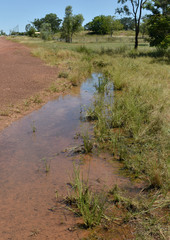 Fimbristylis quinquangularis