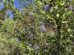 Ceanothus parvifolius