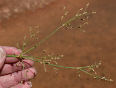 Fimbristylis quinquangularis