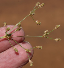 Fimbristylis quinquangularis