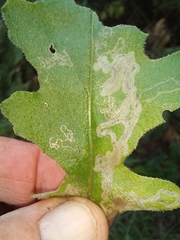Stigmella ogygia