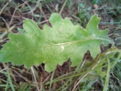 Stigmella ogygia