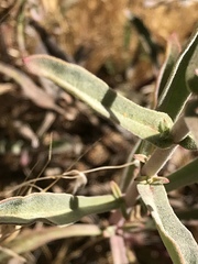 Penstemon heterophyllus