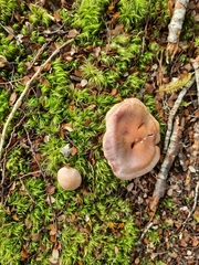 Cortinarius taylorianus