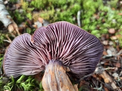Cortinarius taylorianus