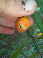 Leucinodes cordalis