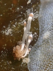 Hydrocoryne bodegensis