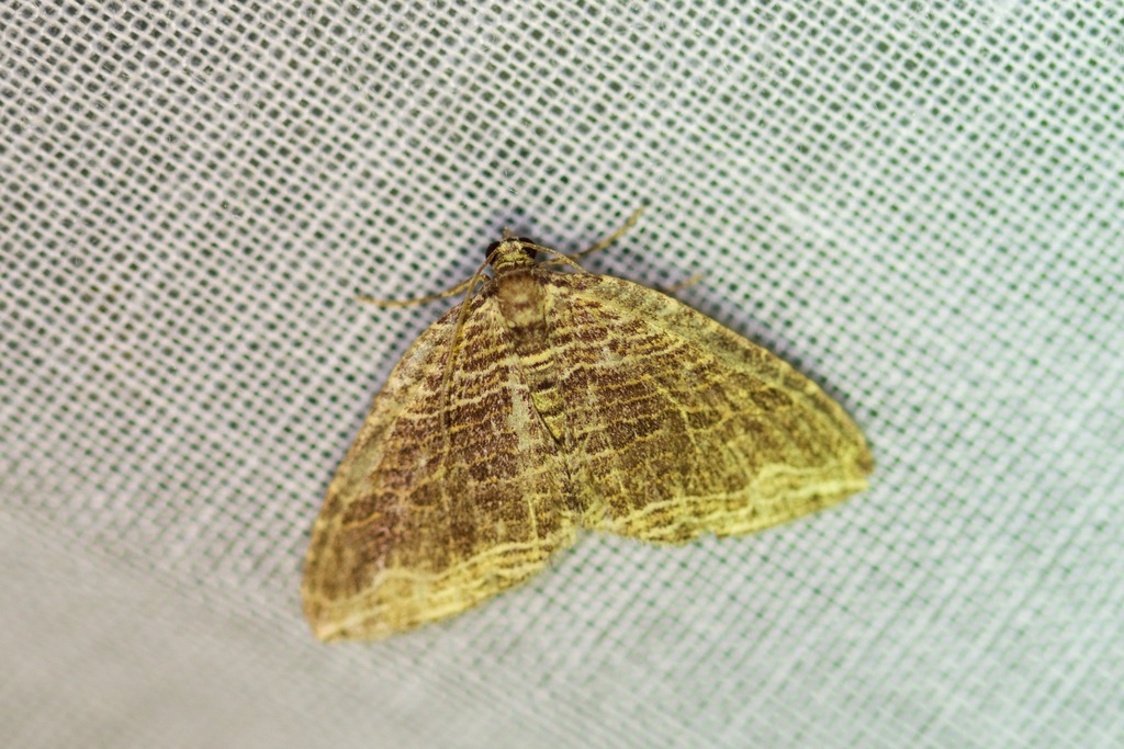 Many-lined Carpet Moth