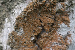 Cerothallia luteoalba