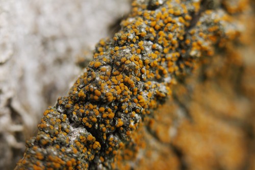 Orange-fruited Elm-lichen