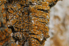 Cerothallia luteoalba