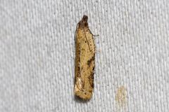 Constrictana constrictana