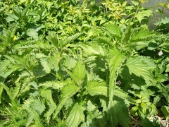 Urtica dioica
