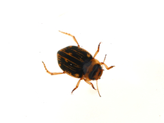 Nebrioporus