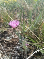 Psephellus sibiricus