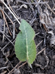 Tracheophyta