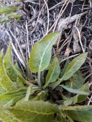 Tracheophyta