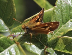 Ochlodes agricola