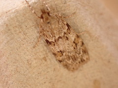 Scoparia pyralella
