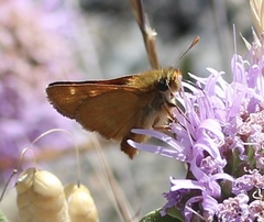 Ochlodes agricola