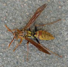 Polistes japonicus