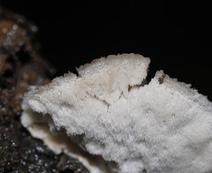 Postia lactea