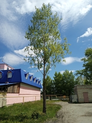 Betula pendula