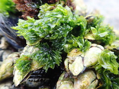Ulva californica