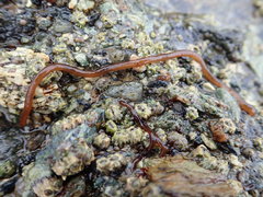 Nemalion elminthoides